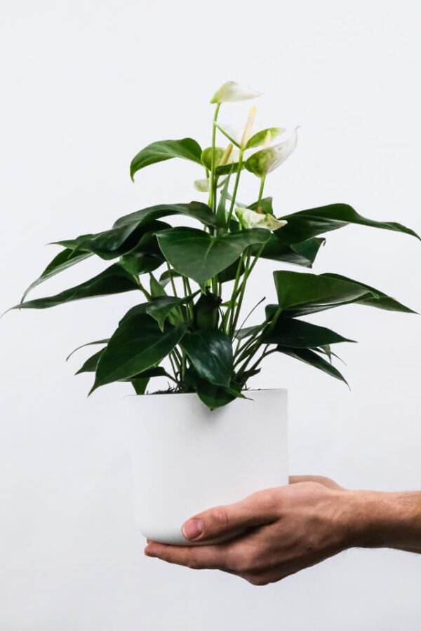 Golden Pothos Pole - Hình ảnh 2