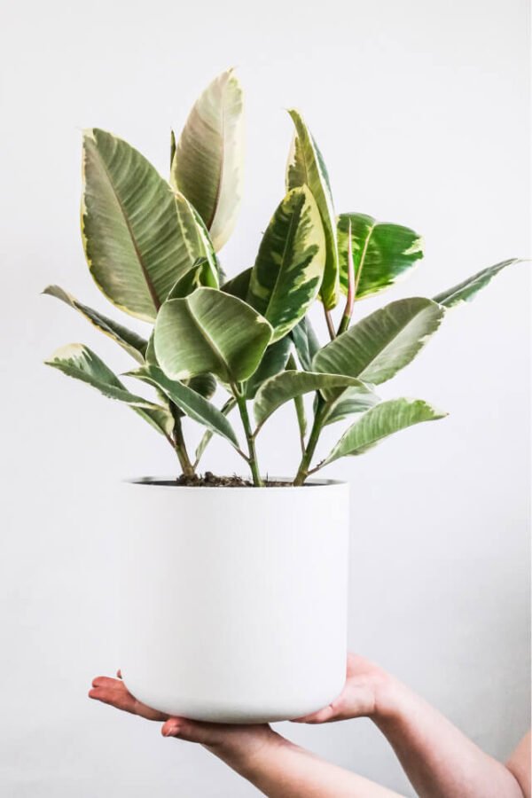 Calathea Beauty Star - Hình ảnh 2