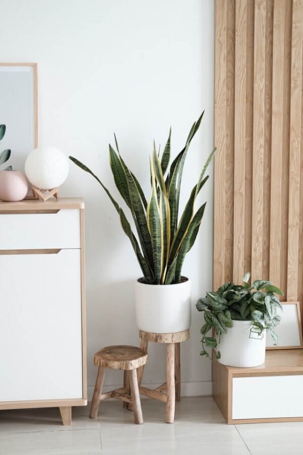 Sansevieria Golden Flame - Hình ảnh 2